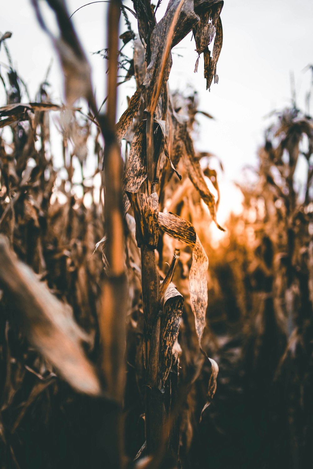 selective focus photography of crop field