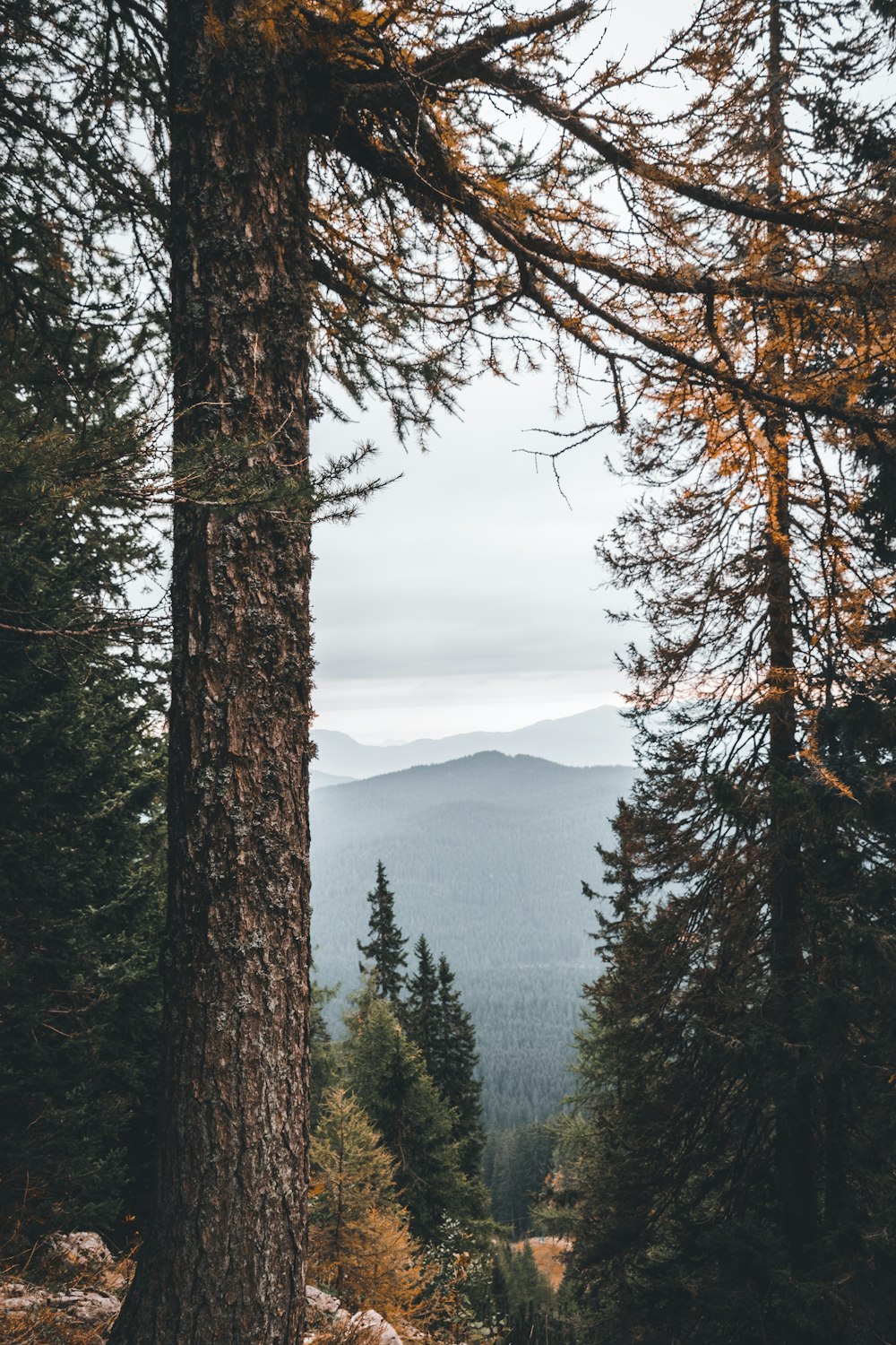 green pine trees at daytime