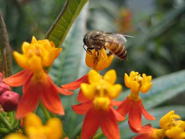 Close-up of vibrant flowers in bloom, the source of nectar for our natural honey.