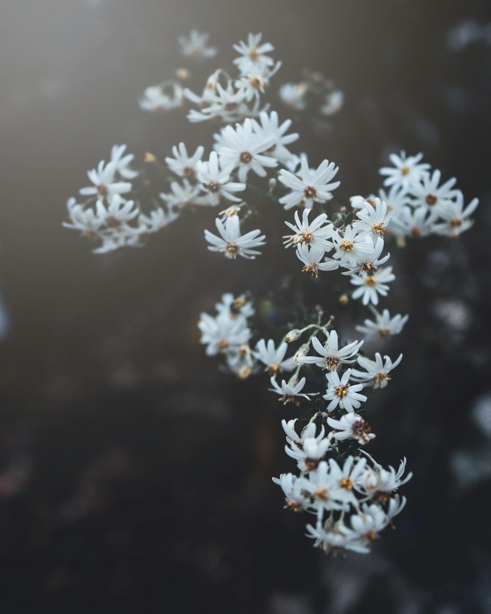 white flowers in tilt shift lens photography