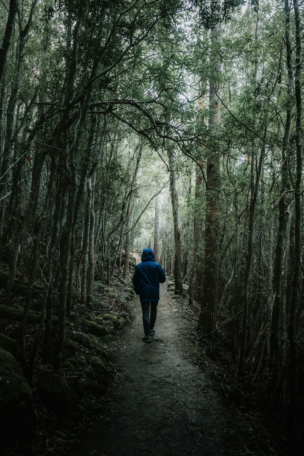 homme marchant sur le chemin de terre de la forêt