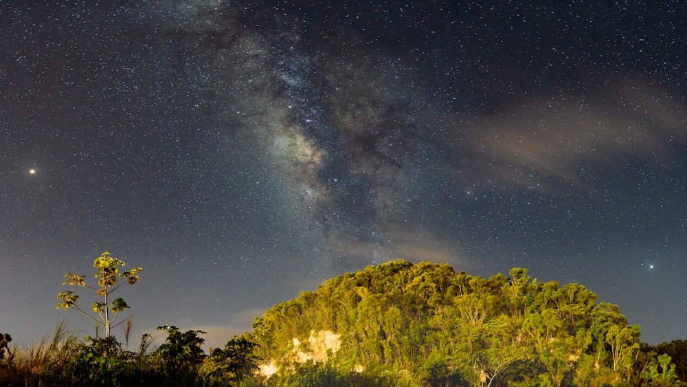 árvores de folhas verdes sob o céu limpo durante a noite