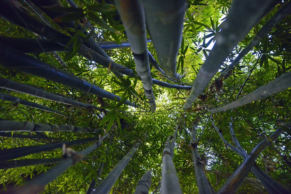 low angle photo of trees