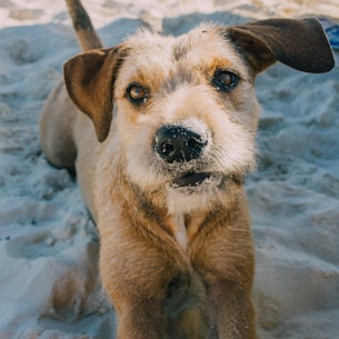 closeup photo of short-coated brown dog