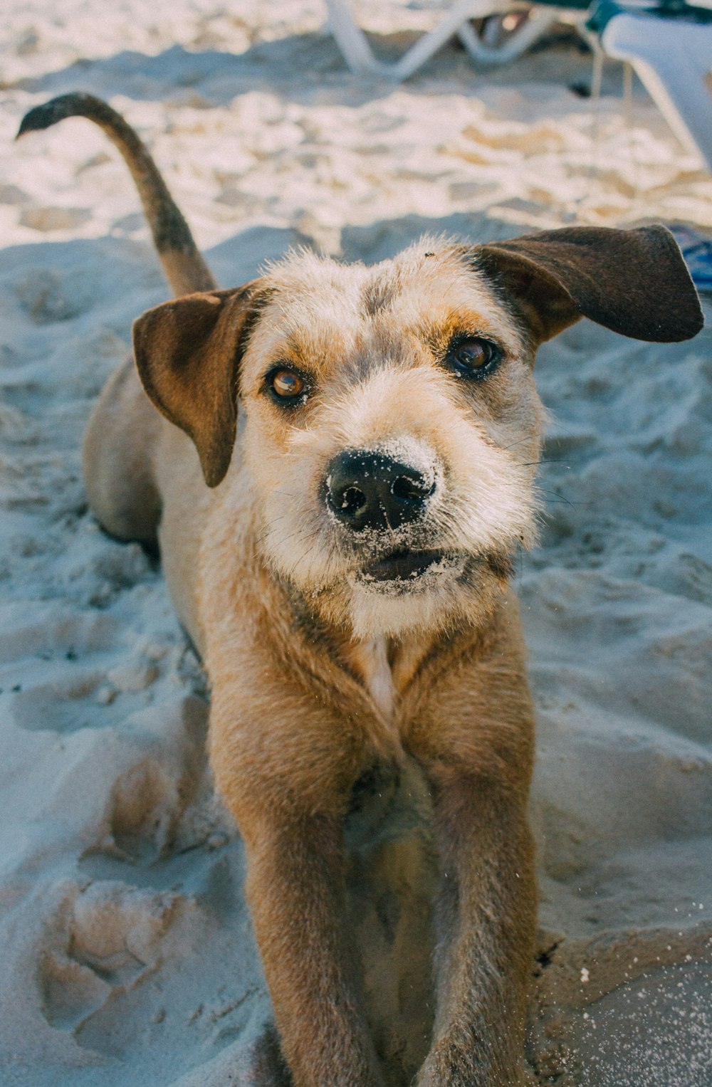 foto de closeup do cão marrom de pelo curto