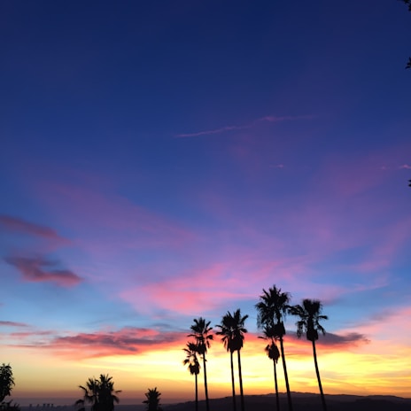 Silhouetted palm trees against a vibrant twilight sky in Alula.