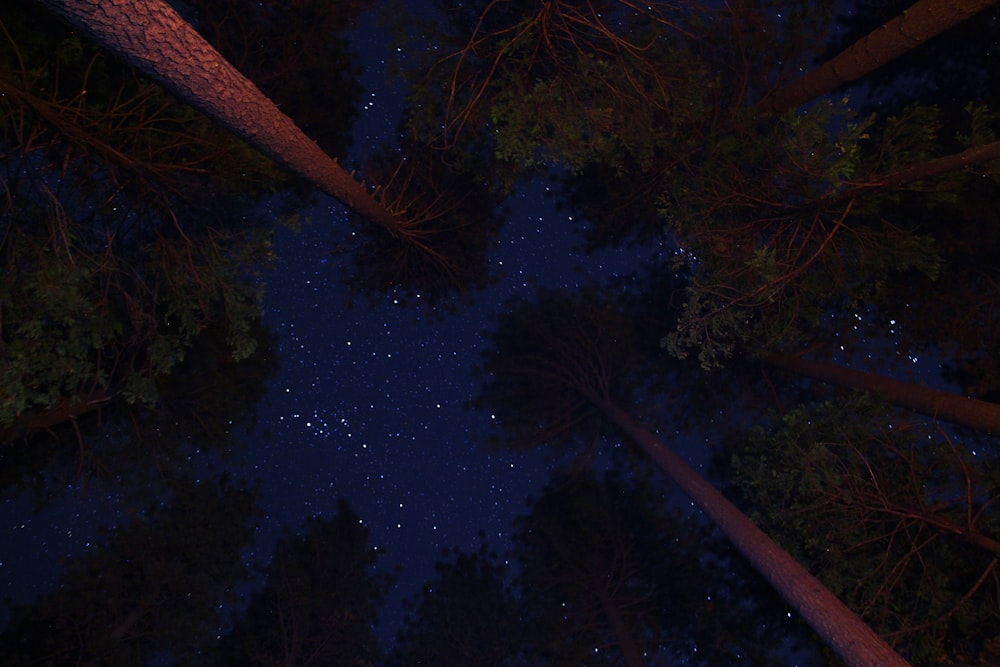 foto de baixo ângulo de árvores sob o céu noturno