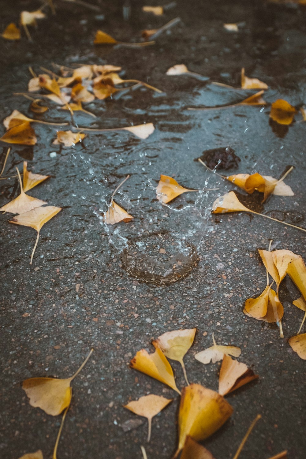 withered leaves on body of water