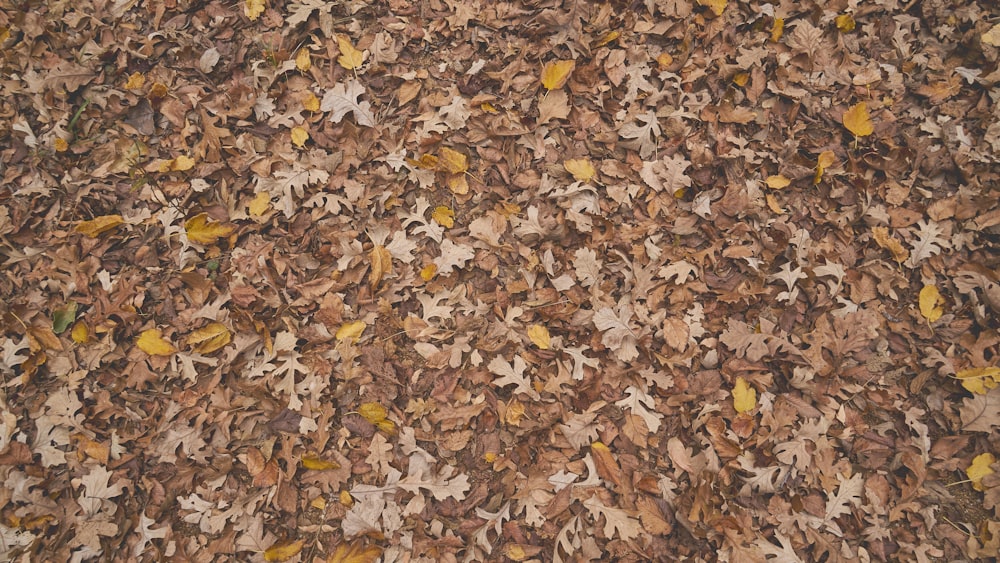 scattered maple leaves