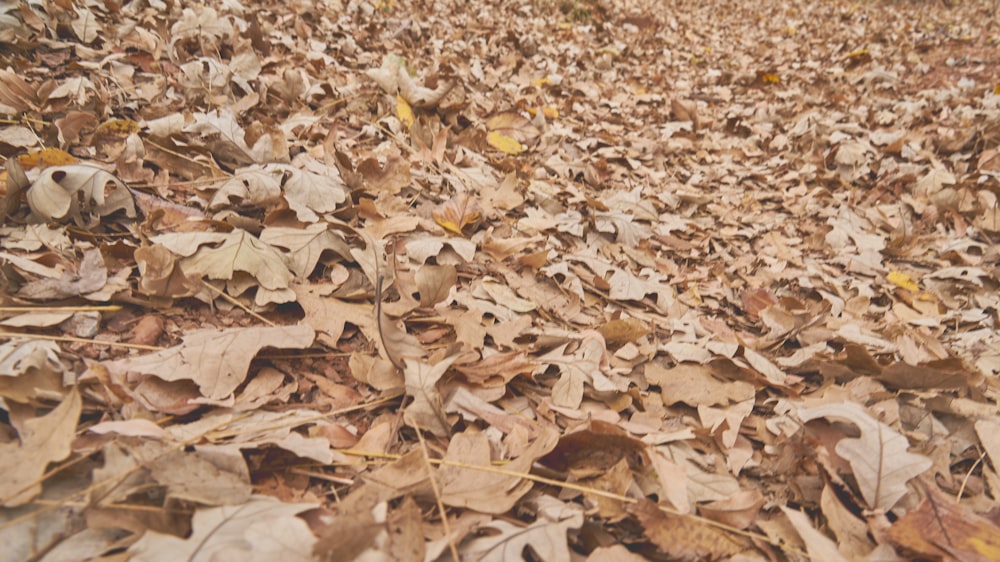 a bunch of leaves that are laying on the ground