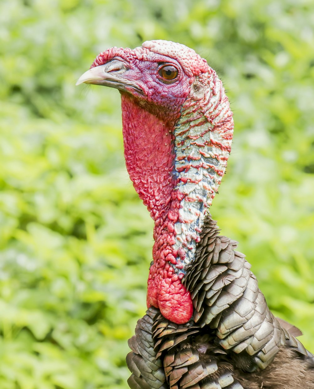 black and red turkey standing near grass