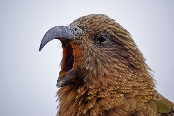 Discover Kea: History, Customs, Festivals, and Traditions Guide