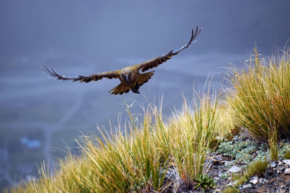 Fotografía de enfoque selectivo de águila marrón que vuela