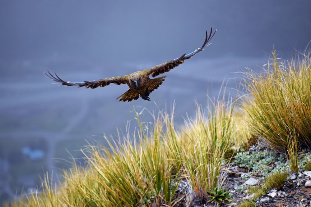 selective focus photography of brown soaring eagle