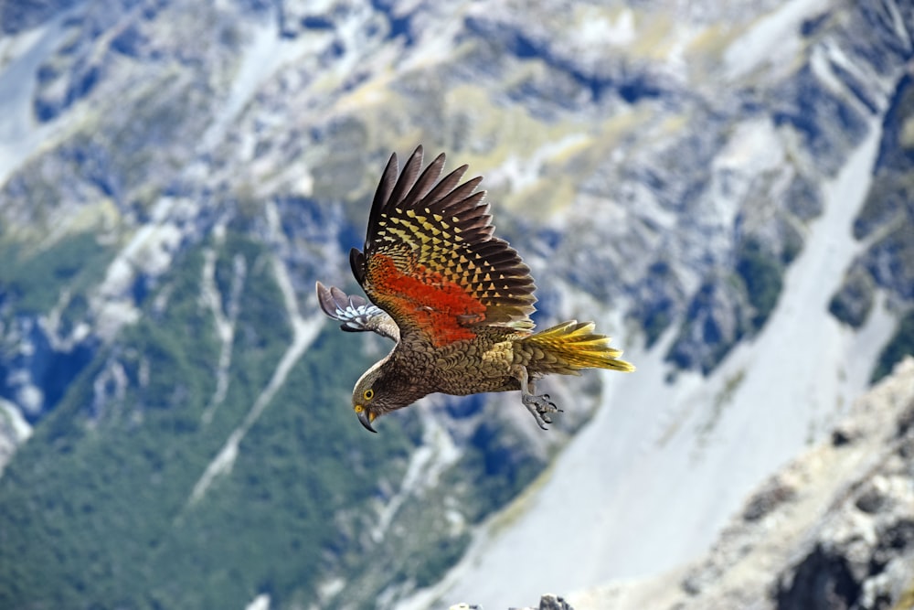 multicolored parrot flying during daytime