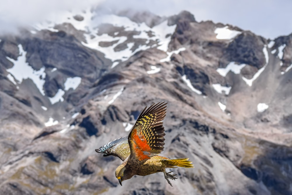 white and yellow bird flying on air at daytime