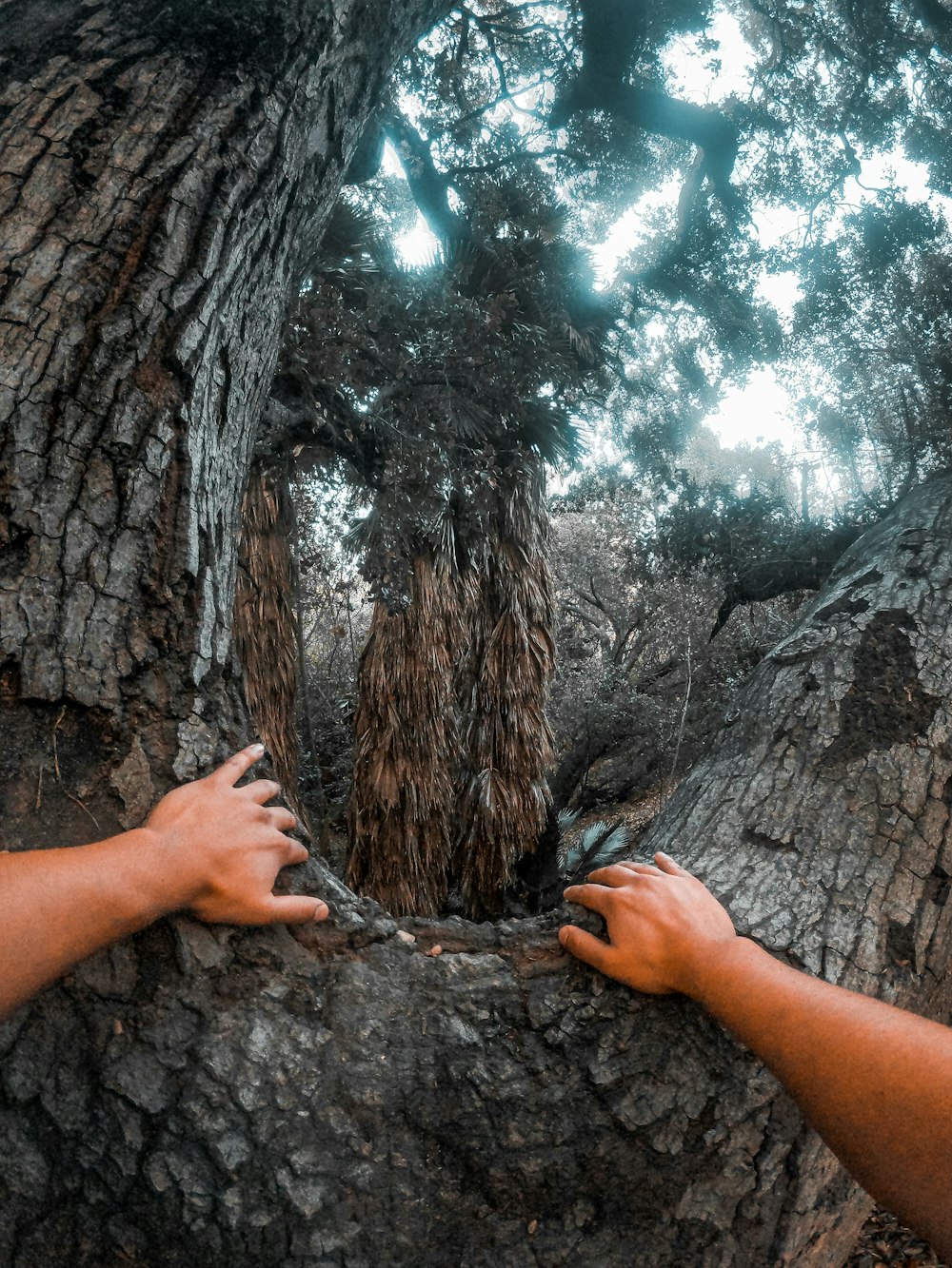 person climbing tree during daytime