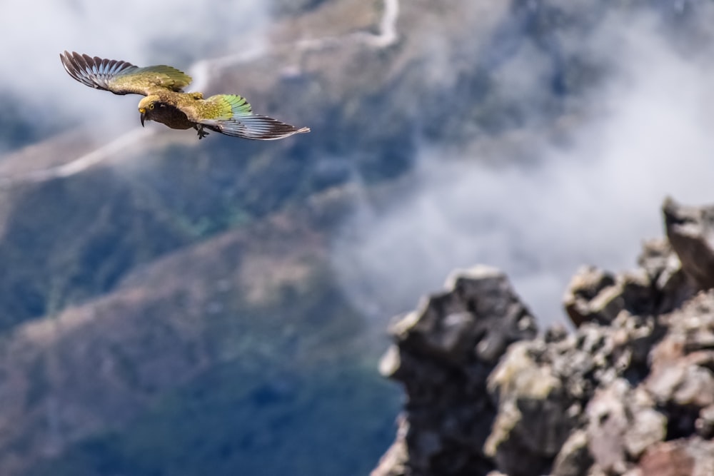 green and black bird on air aerial photo