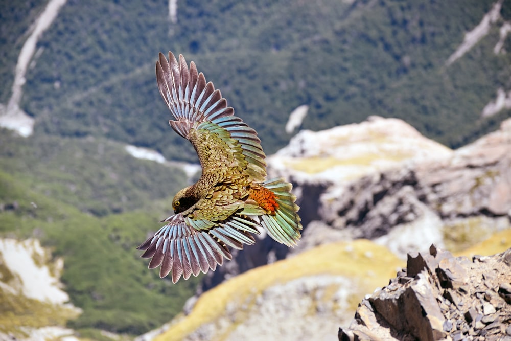 multicolored bird flying during daytime