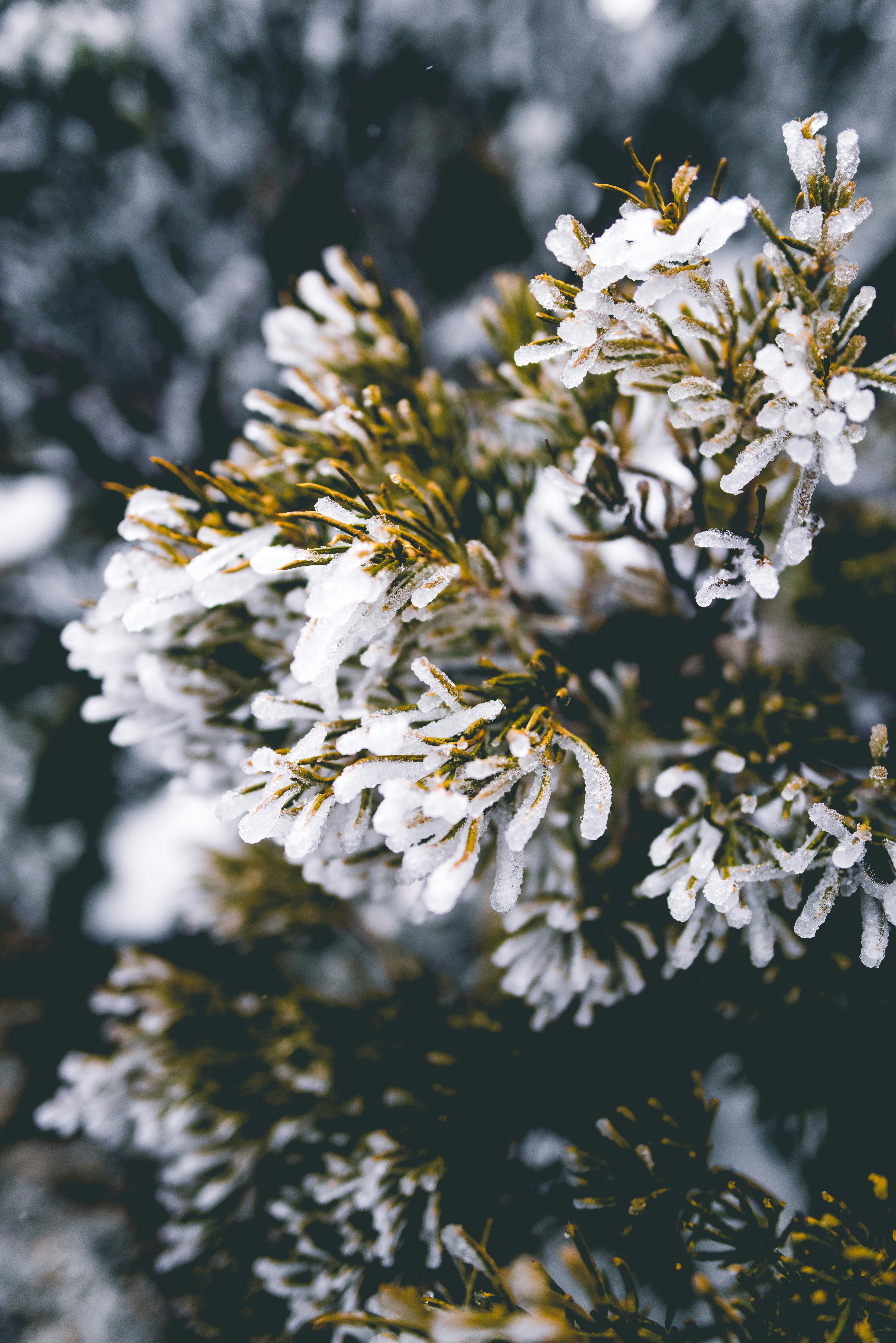 Photo by hangahliong