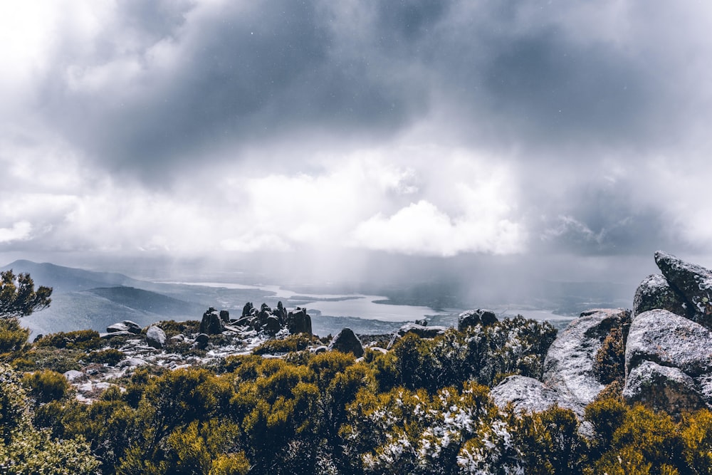 green trees under white sky