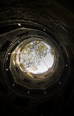 low angle photography of tree in tunnel