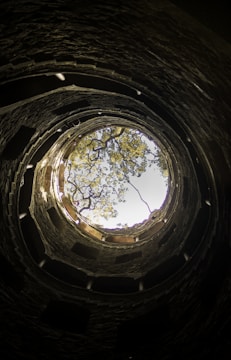 low angle photography of tree in tunnel