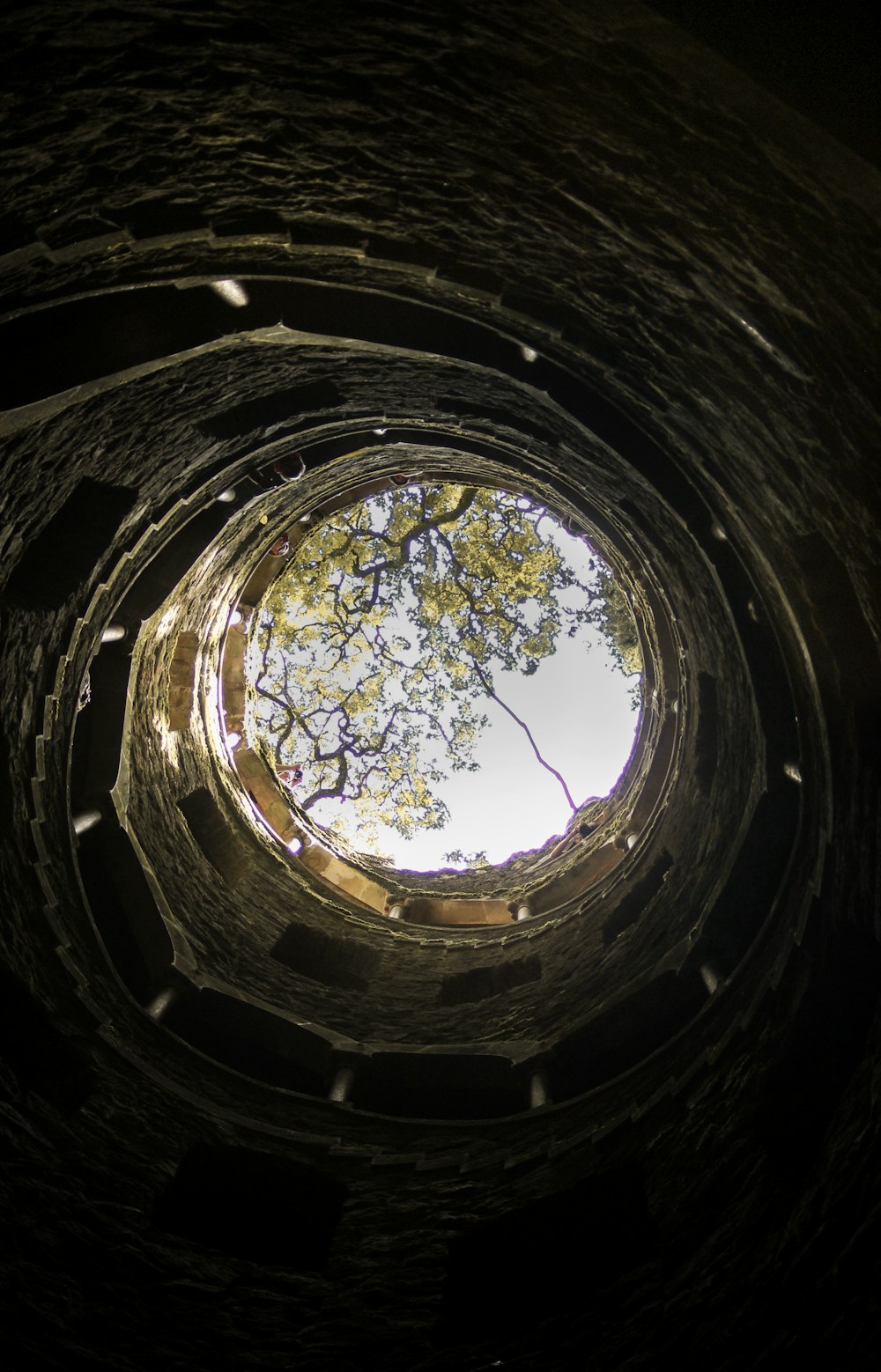 Tiefwinkelfotografie eines Baumes im Tunnel
