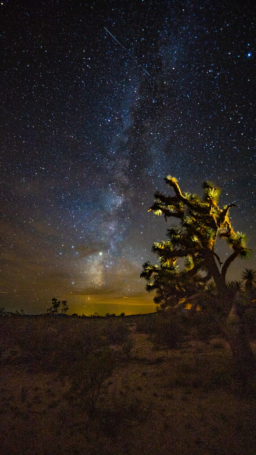 albero verde sotto il cielo blu