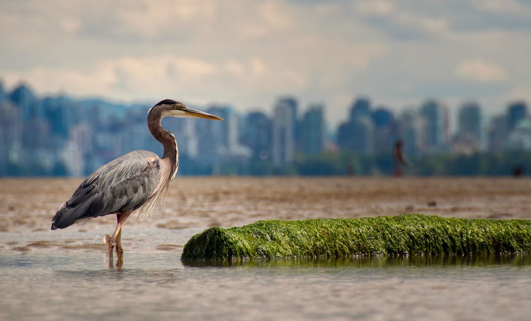 Wildlife photo spot 5414 NW Marine Dr Granville Island