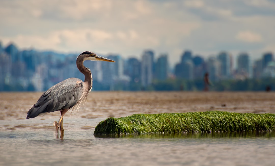 Wildlife photo spot 5414 NW Marine Dr Vancouver