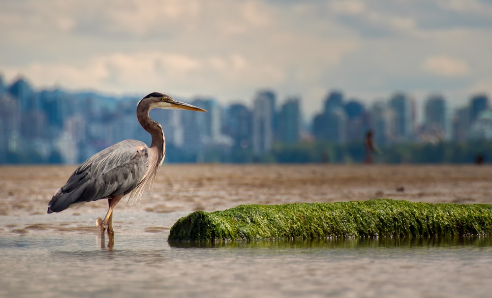 gray bird on body of water under white sky