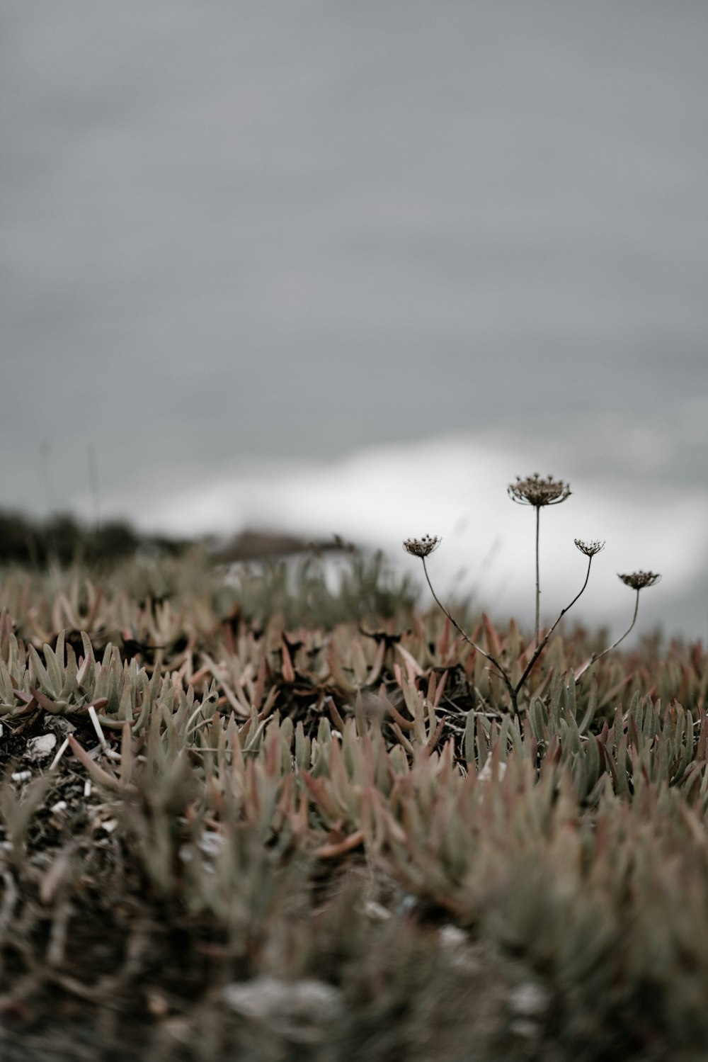 closeup photo of flowers