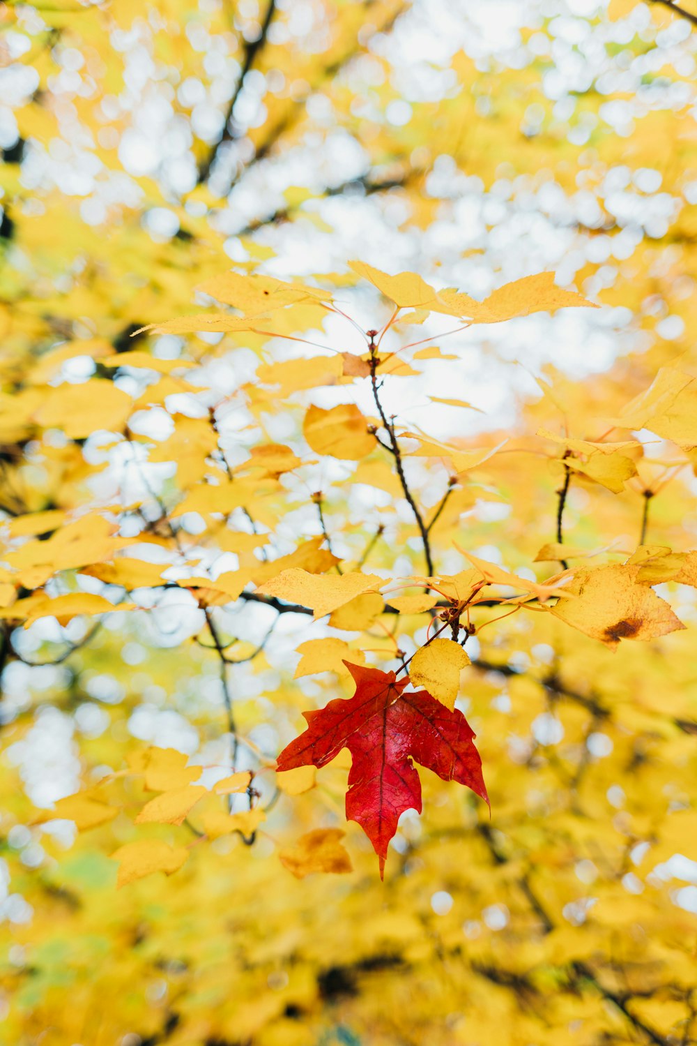 red leaf on tree