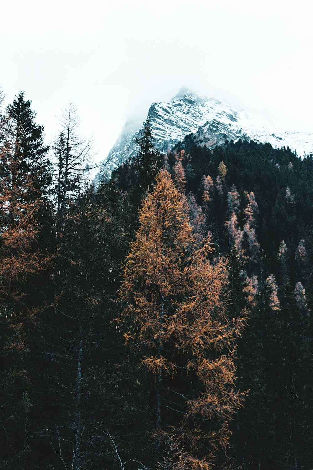 brown leafed tree facing mountain