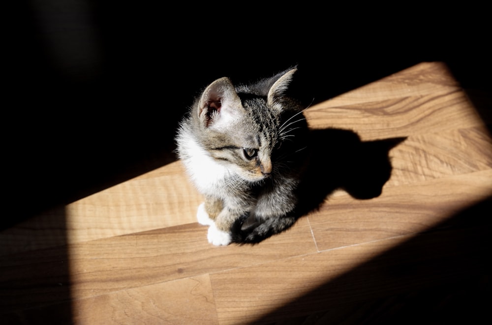 silver cat sitting on brown surface