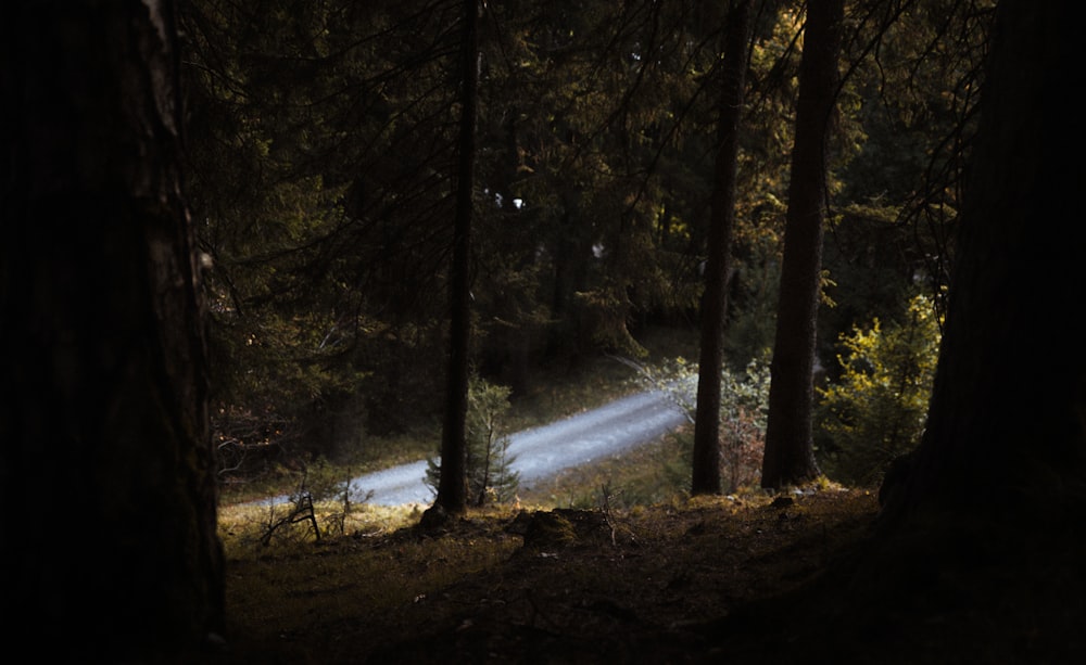 a car driving through a forest at night