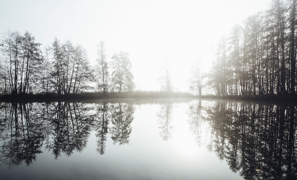 a body of water surrounded by lots of trees