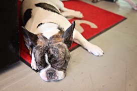 A French Bulldog is lying on a red rug, appearing relaxed with its head resting on the floor. Its coat is a mix of black, white, and brindle, and it seems to be in a calm and restful state.