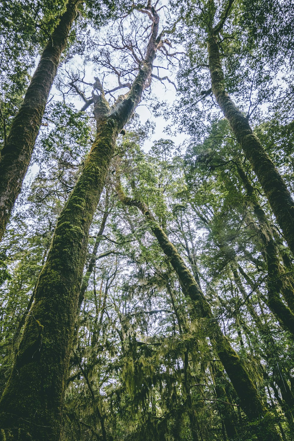 low angle photography of mossy trees