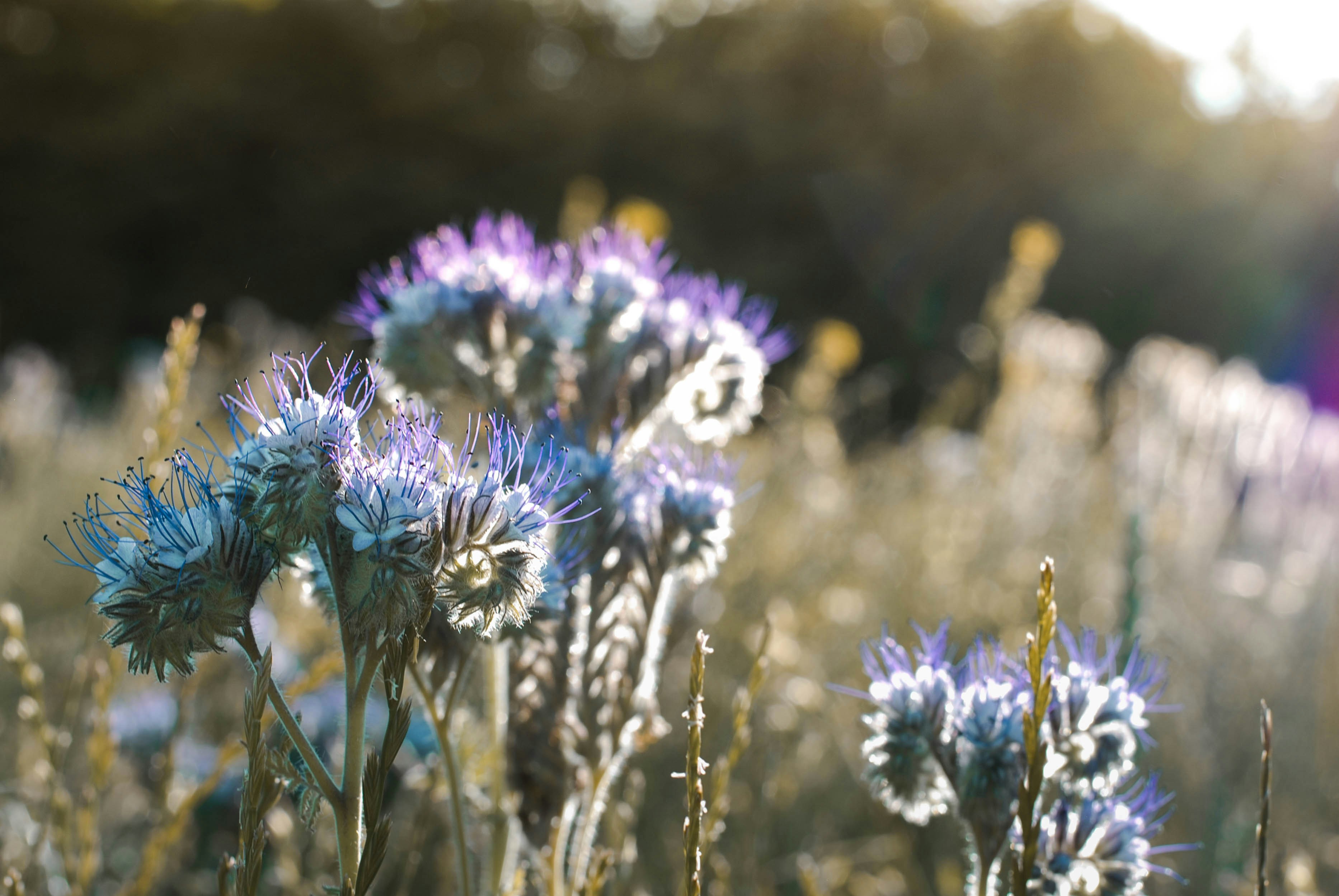 bed of purpler fringe flowers