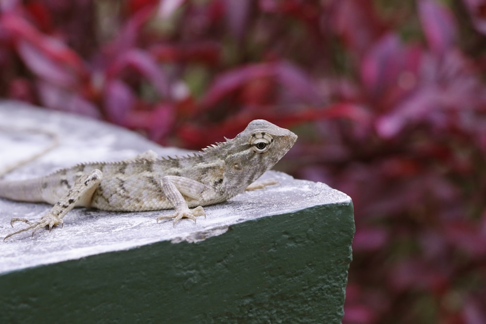 gray lizard resting on beige block