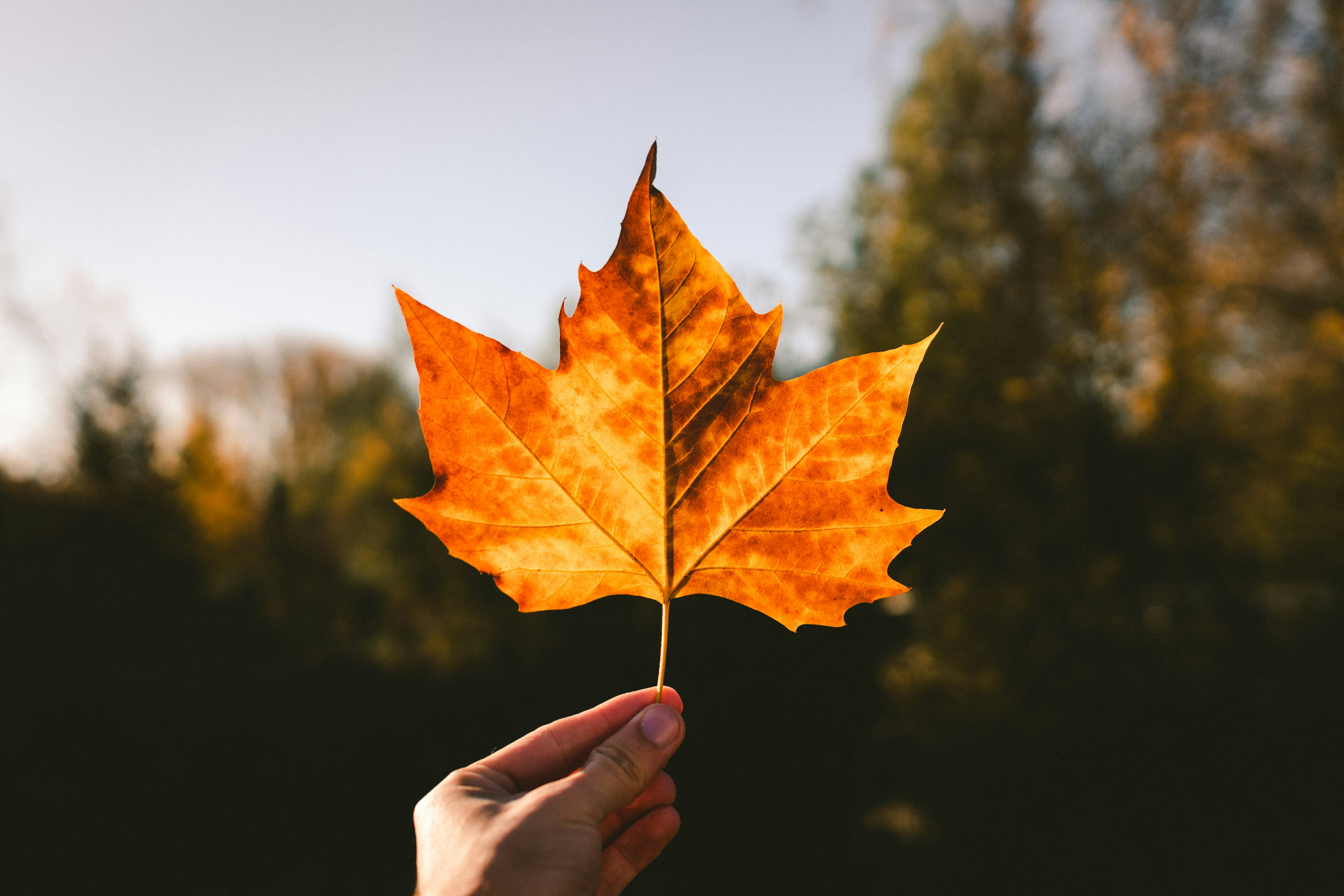 person holding brown maple leaf during daytime