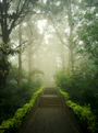 A misty forest path winding through towering enchanted trees.