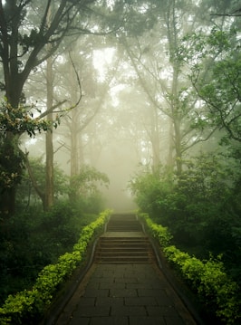 A misty forest path is lined with lush green foliage and tall trees, creating a serene and enchanting atmosphere. The stone path leads up a gentle slope, inviting exploration into the foggy depths of the forest.
