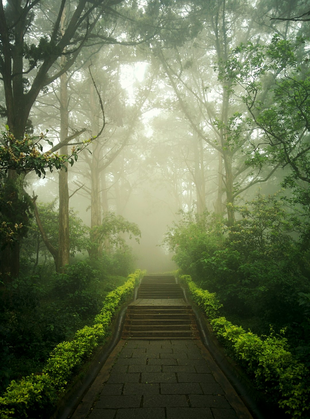 photo of Nandi Hills Forest near Bangalore