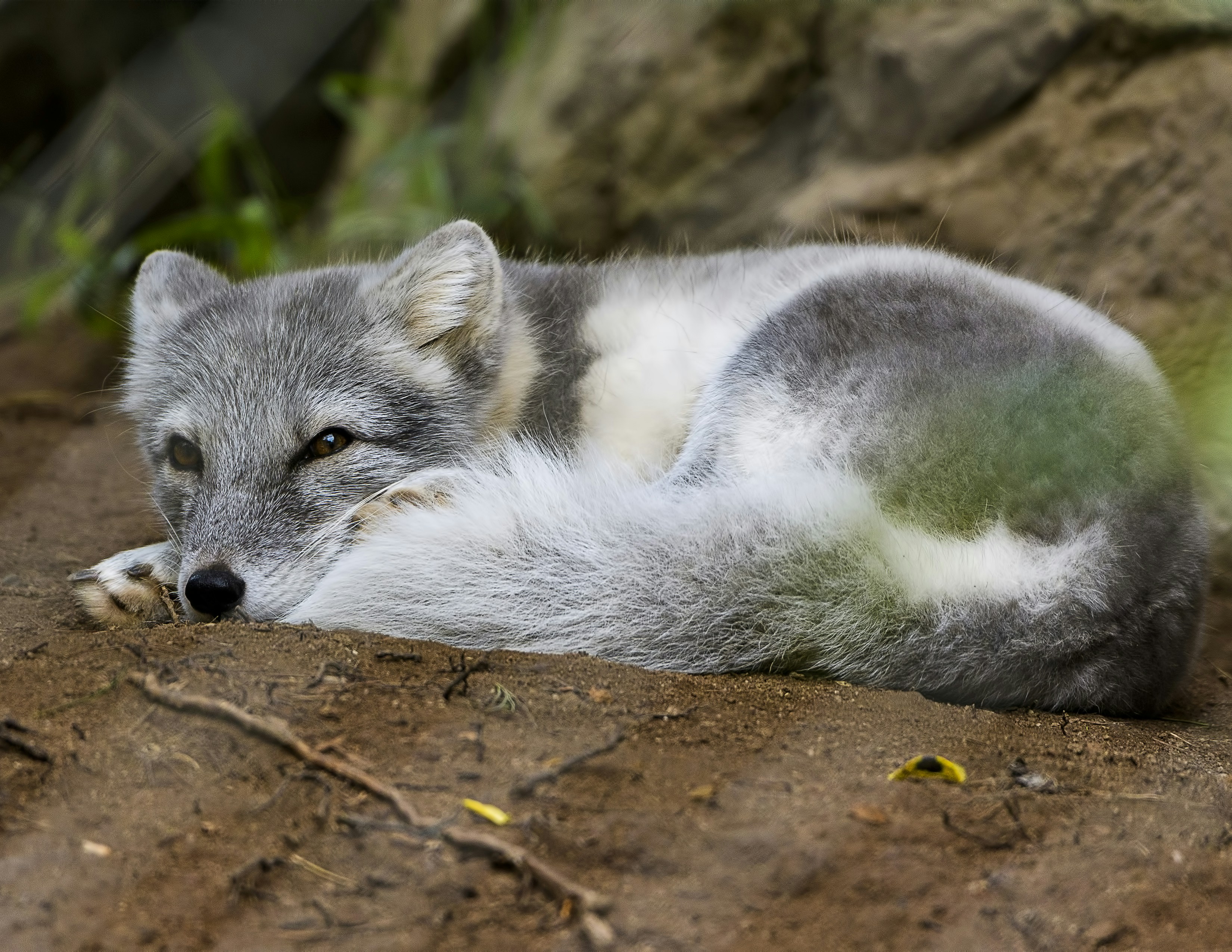 Marble Fox