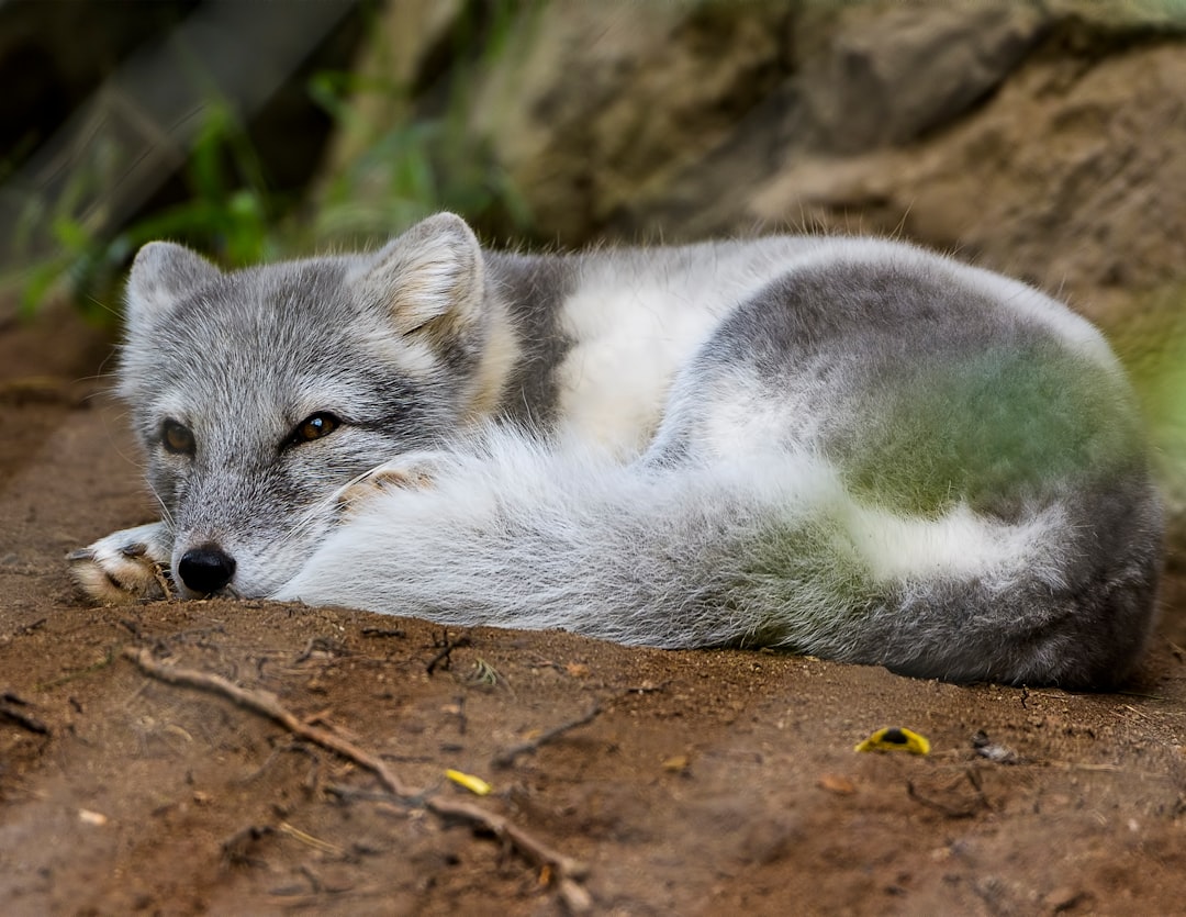 travelers stories about Wildlife in Ashville Avenue, United States