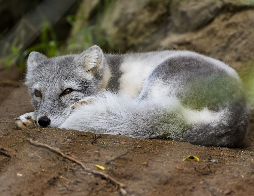 wolf pup lying on brown surface