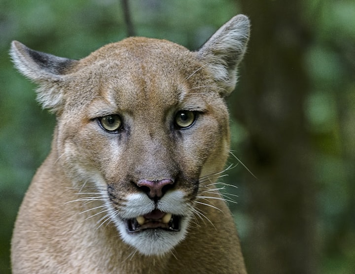 The Cougar and the Dead Cell Phone Terror with Timely Solution